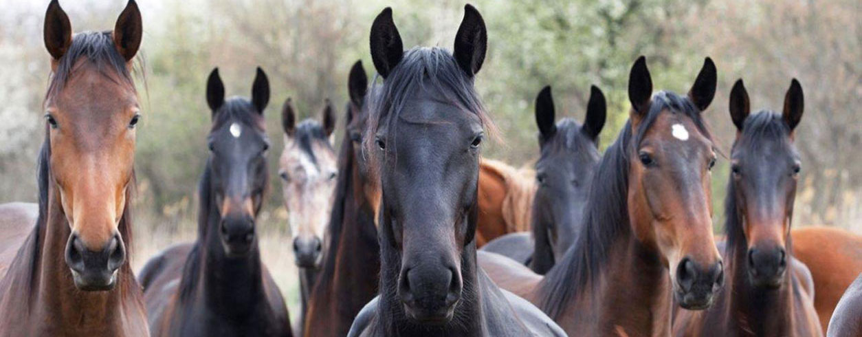 Learn leadership from horses. Click here to find out how.